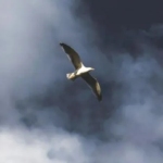 רק בגלל הרוח