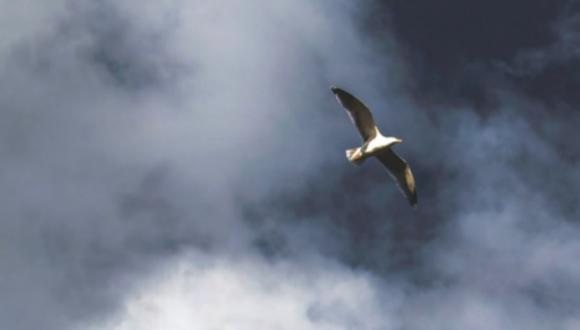 תמונת קישוט